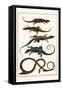 Lizards and Snakes-Albertus Seba-Framed Stretched Canvas