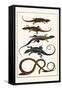 Lizards and Snakes-Albertus Seba-Framed Stretched Canvas