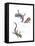 Lizards-null-Framed Stretched Canvas