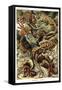 Lizards-Ernst Haeckel-Framed Stretched Canvas