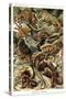 Lizards-Ernst Haeckel-Stretched Canvas