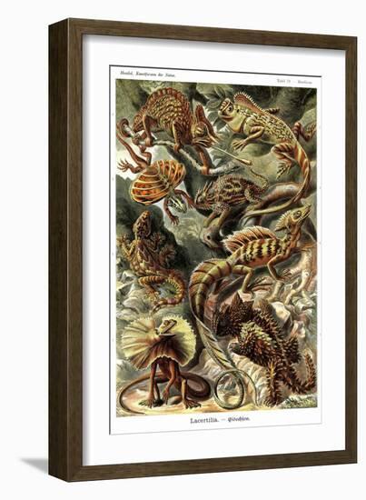 Lizards-Ernst Haeckel-Framed Art Print