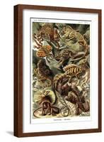 Lizards-Ernst Haeckel-Framed Art Print