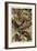 Lizards-Ernst Haeckel-Framed Art Print