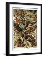 Lizards-Ernst Haeckel-Framed Art Print