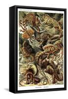 Lizards-Ernst Haeckel-Framed Stretched Canvas