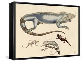 Lizards-null-Framed Stretched Canvas