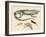 Lizards-null-Framed Giclee Print