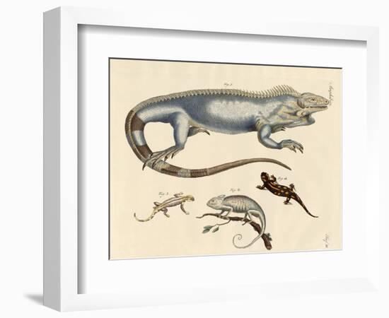 Lizards-null-Framed Giclee Print