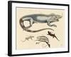 Lizards-null-Framed Giclee Print