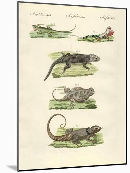 Lizards-null-Mounted Giclee Print