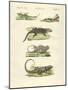 Lizards-null-Mounted Giclee Print