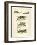 Lizards-null-Framed Giclee Print