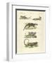 Lizards-null-Framed Giclee Print