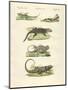 Lizards-null-Mounted Giclee Print