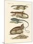 Lizards-null-Mounted Premium Giclee Print