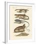 Lizards-null-Framed Giclee Print