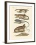 Lizards-null-Framed Giclee Print