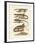 Lizards-null-Framed Giclee Print