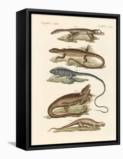 Lizards-null-Framed Stretched Canvas