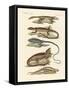 Lizards-null-Framed Stretched Canvas