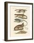 Lizards-null-Framed Giclee Print