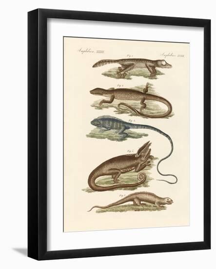 Lizards-null-Framed Giclee Print