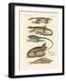 Lizards-null-Framed Giclee Print