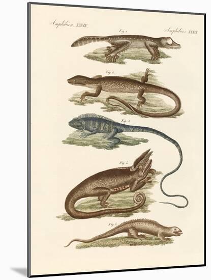 Lizards-null-Mounted Giclee Print