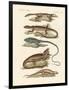 Lizards-null-Framed Giclee Print