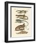 Lizards-null-Framed Giclee Print