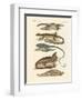 Lizards-null-Framed Giclee Print