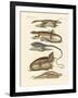 Lizards-null-Framed Giclee Print