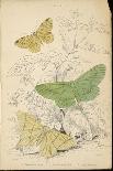 Brimstone Moth Swallowtail Moth Large Emerald-Lizars-Mounted Art Print