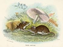 Two Wood Mice in the Undergrowth-Lizars-Art Print