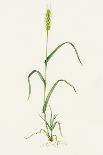 Bread Wheat (Triticum Aestivum)-Lizzie Harper-Photographic Print