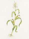 Proso Millet (Panicum Miliaceum), Artwork-Lizzie Harper-Photographic Print