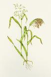 Maize (Zea Mays)-Lizzie Harper-Photographic Print