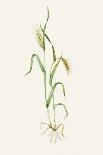 Sorghum (Sorghum Bicolor), Artwork-Lizzie Harper-Photographic Print