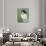 Lizzie in White-Endre Roder-Giclee Print displayed on a wall