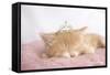 Lizzy-Rachael Hale-Framed Stretched Canvas