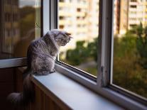 Beautiful Grey Cat Sitting on a Windowsill and Looking to the Window-lkoimages-Photographic Print