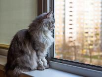 Beautiful Grey Cat Sitting on a Windowsill and Looking to the Window-lkoimages-Photographic Print