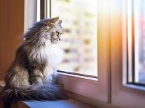 Beautiful Grey Cat Sitting on a Windowsill and Looking to the Window-lkoimages-Photographic Print