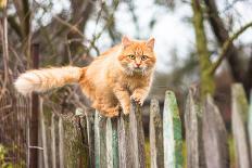 Fluffy Ginger Tabby Cat Walking on Old Wooden Fence-lkoimages-Photographic Print