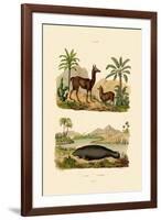 Llama, 1833-39-null-Framed Giclee Print