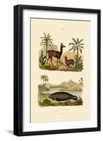 Llama, 1833-39-null-Framed Giclee Print