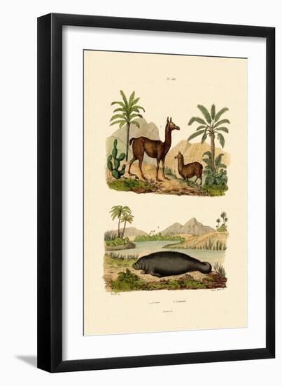 Llama, 1833-39-null-Framed Giclee Print