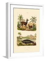 Llama, 1833-39-null-Framed Giclee Print