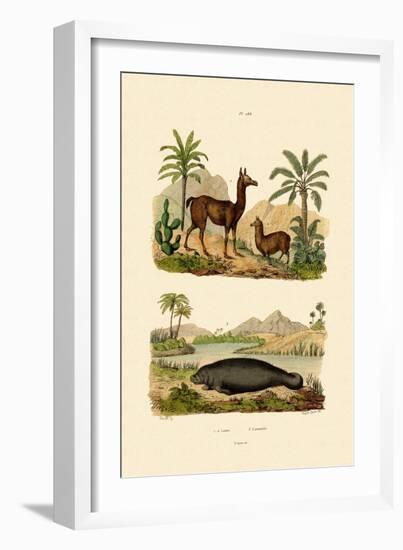 Llama, 1833-39-null-Framed Giclee Print